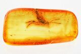 Detailed Fossil Parasitoid Wasp (Metopiinae) In Baltic Amber #357740-1